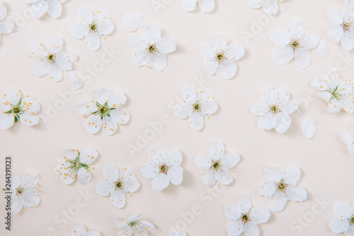 White pastel spring flower on color background . Cherry blossom flower illustration. spring and summer background. Top view