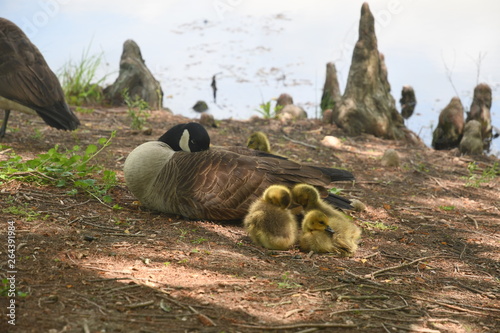 Canadian Goose and goslings 1