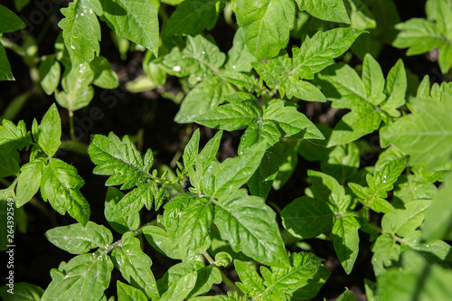 Wallpaper Mural homemade tomato seedlings Torontodigital.ca