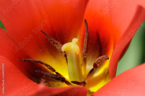 Close up of Tulpid flower