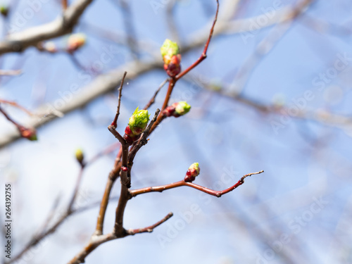 Young green buds on a tree branch against the sky. Blurred background. On the kidneys are small green insects, aphid.