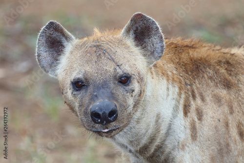 Tüpfelhyäne / Spotted hyaena / Crocuta crocuta