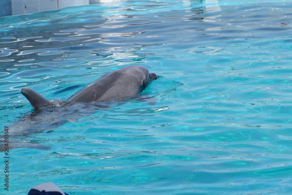 Naklejka premium イルカ