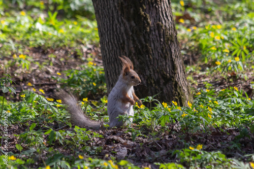 little squirrel in the park