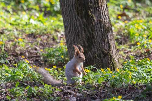 little squirrel in the park © Artoym