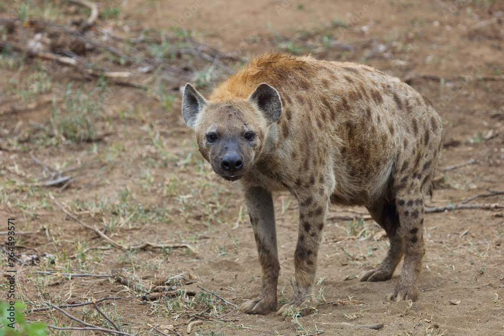 Tüpfelhyäne / Spotted hyaena / Crocuta crocuta Tüpfelhyäne / Spotted hyaena / Crocuta crocuta