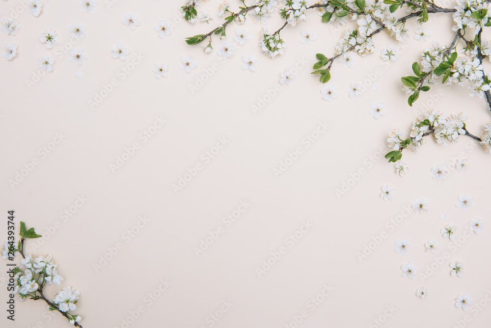 Obraz premium photo of spring white cherry blossom tree on pastel background. View from above, flat lay, copy space. Spring and summer background.