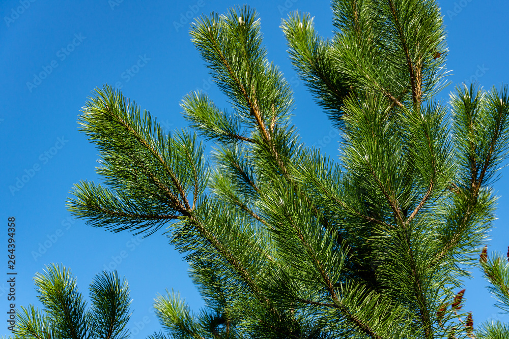 Young shoots on branches of black Austrian pine (Pinus nigra) on blue sky background. Sunny day in spring garden. Nature concept for design. Selective focus Young shoots on branches of black Austrian pine (Pinus nigra) on blue sky background. Sunny day in spring garden. Nature concept for design. Selective focus