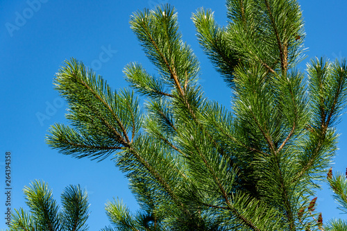 Young shoots on branches of black Austrian pine  Pinus nigra  on blue sky background. Sunny day in spring garden. Nature concept for design. Selective focus