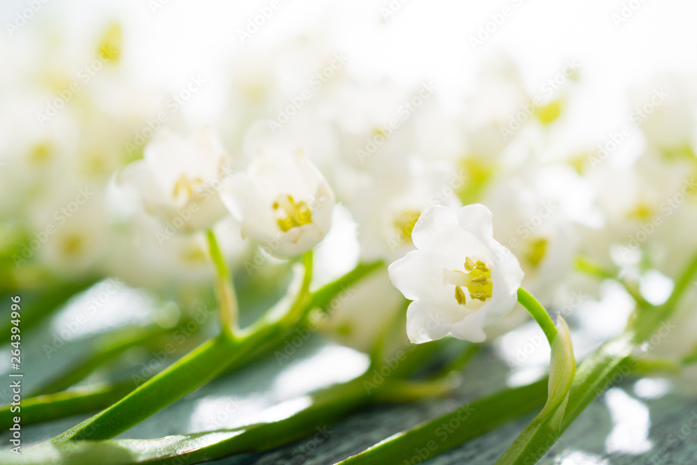 Lily of the valley flowers on cracked blue wood table background