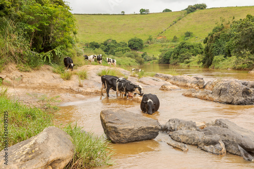 Gado leiteiro bebendo água do Rio Pomba, em área do município de Guarani, estado de Minas Gerais, Brasil photo