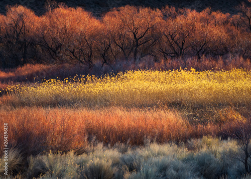 Tableau sur Toile Colorful Trees and Brush near Bishop, CA