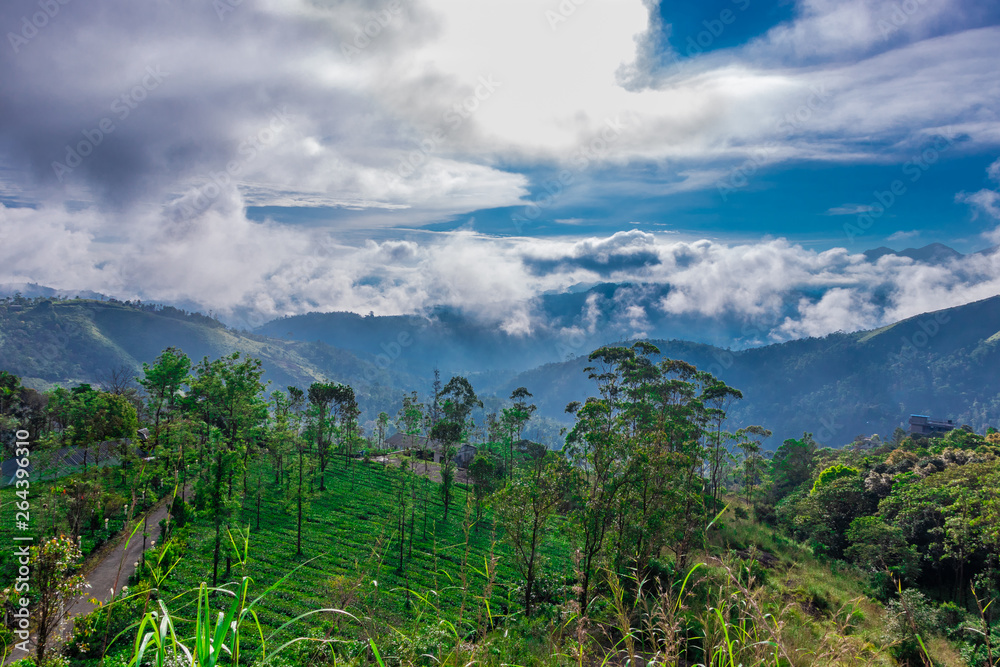 green forests with blue sky and clouds