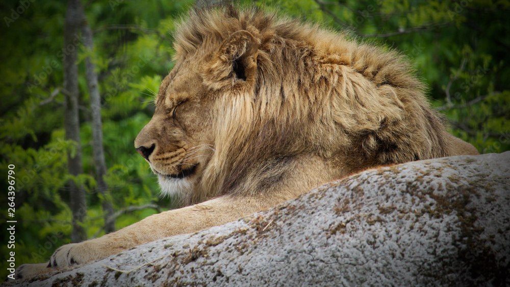 Fototapeta premium male lion