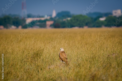 A clean image of long-legged buzzard or buteo rufinus portrait. He was sitting in grassland with a beautiful green background at tal chappar blackbuck sanctuary  India 