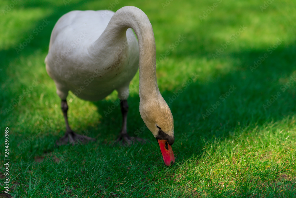 Fototapeta premium swan on lake