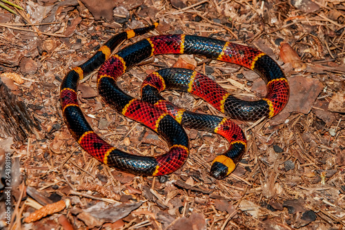 Eastern Coral Snake (Micrurus fulvius) photo