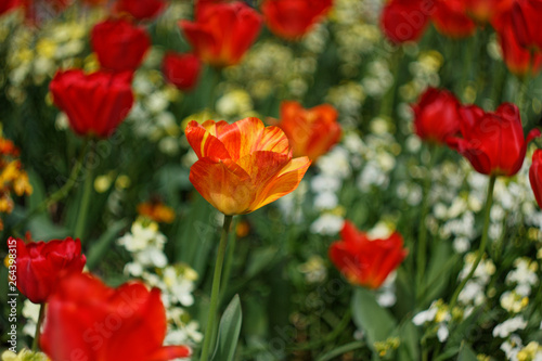 Tulips in Park 2 © Robin