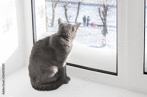 british cat looking in window