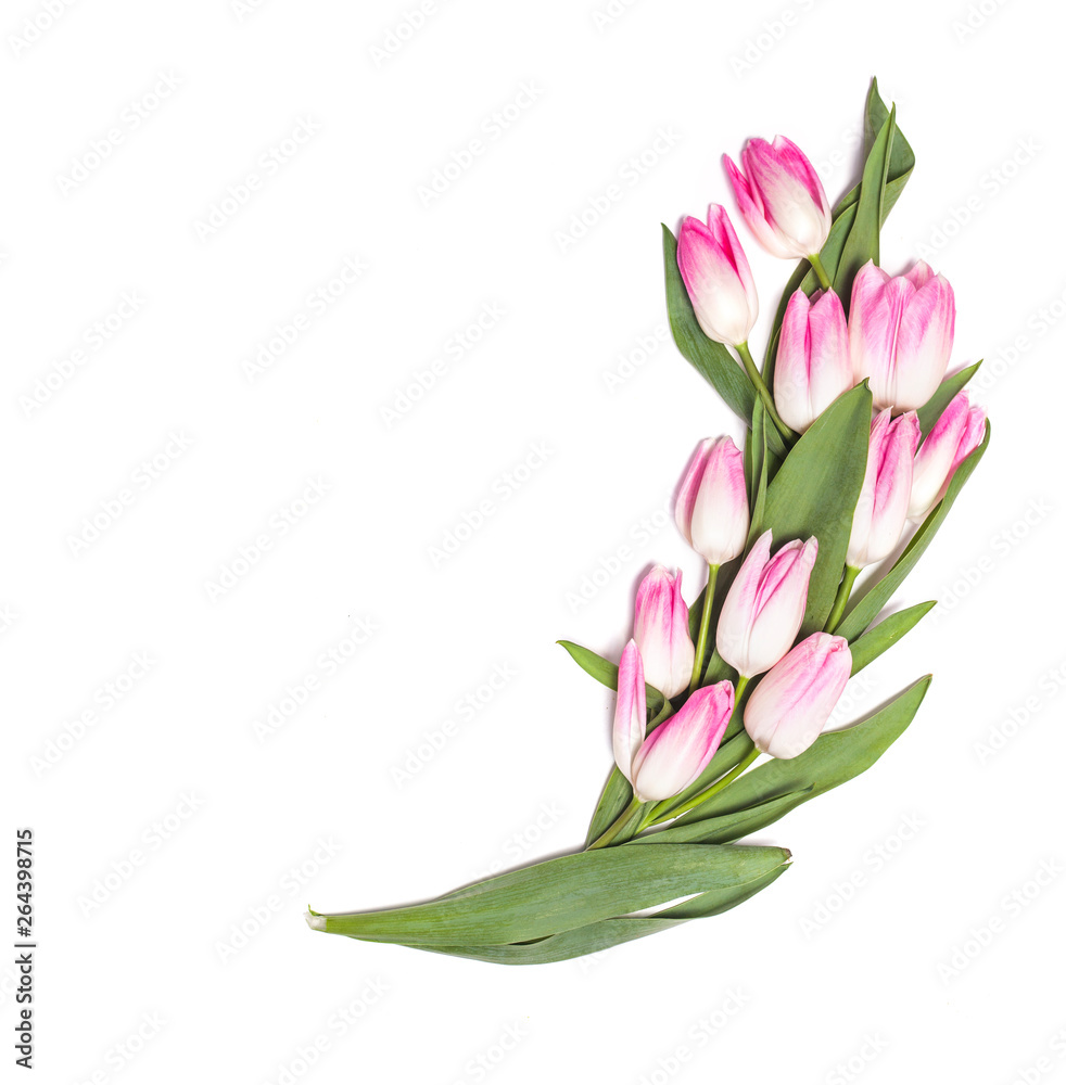 Obraz premium White background with pink tulip flowers