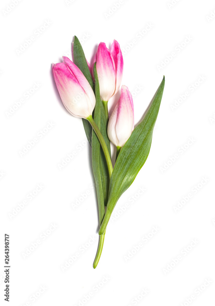 Pink tulip flowers on white background