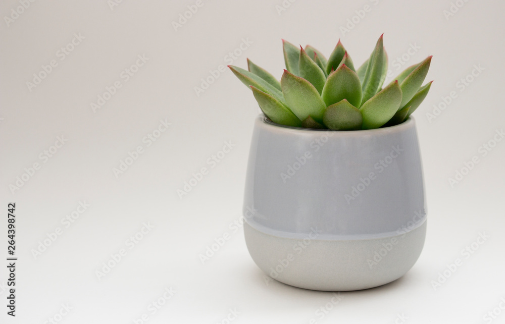 Succulent plant in cermaic pot. Succulent plant in cermaic pot.