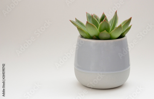 Succulent plant in cermaic pot. © Bence