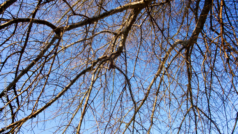 A tangle of leafless branches of a hibernating tree set against mostly deep blue sky with hint of white clouds in horizontal image format. A tangle of leafless branches of a hibernating tree set against mostly deep blue sky with hint of white clouds in horizontal image format.