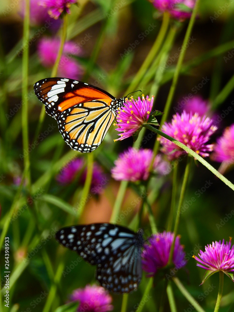 Fototapeta premium Common tiger butterfly on pink trifolium pratense in nature