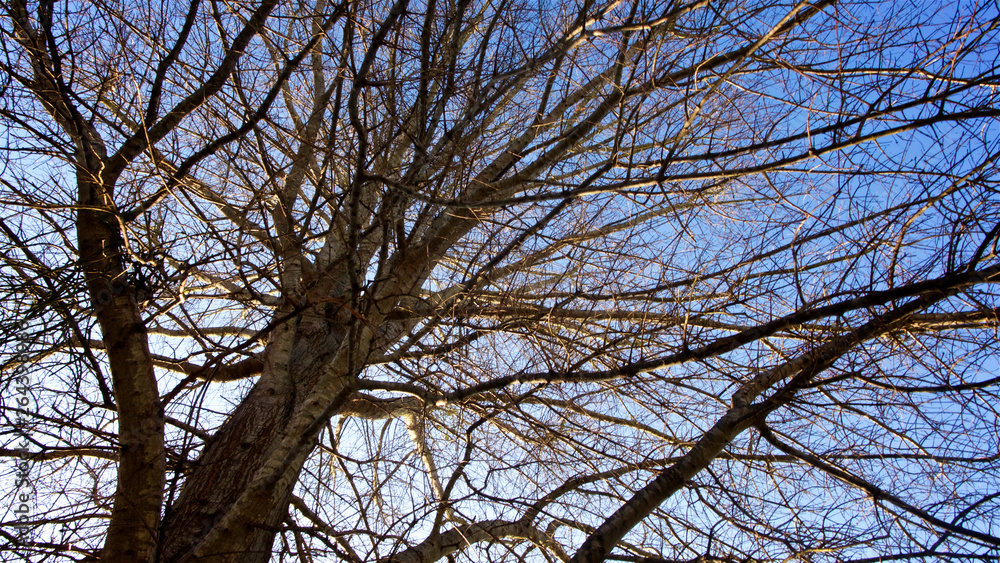 A tangle of leafless branches of a hibernating tree set against mostly deep blue sky with hint of white clouds in horizontal image format. A tangle of leafless branches of a hibernating tree set against mostly deep blue sky with hint of white clouds in horizontal image format.