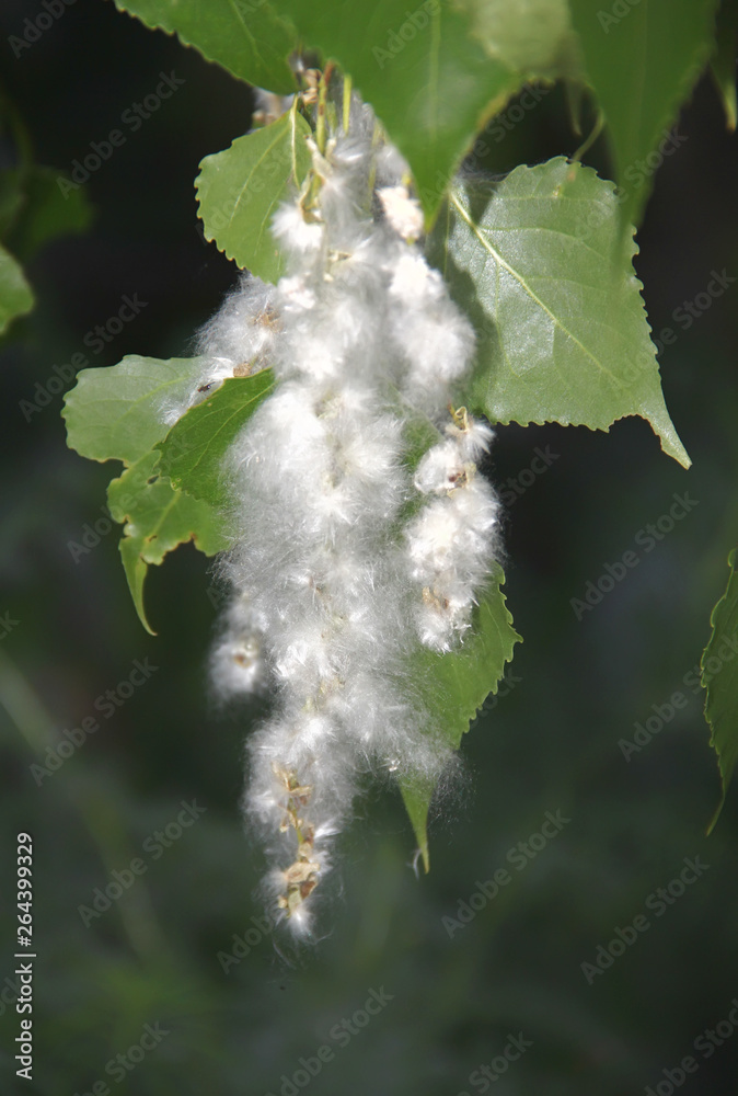 Allergy to poplar pollen. Poplar pollen from mid March. Allergy to poplar pollen. Poplar pollen from mid March.