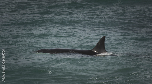 Orcas hunting sea lions, Patagonia , Argentina