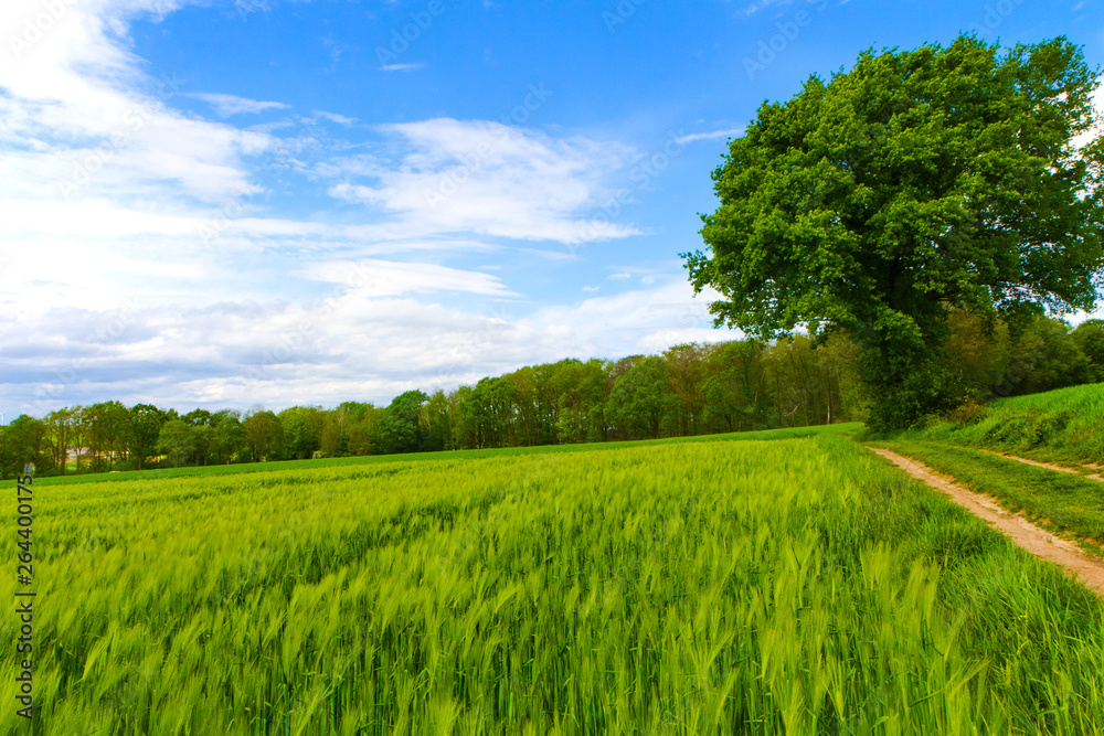 Fototapeta premium Kornfeld im Frühling