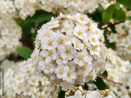  Flor blanca en el parque de Isla Cristina provicia de Huelva España .   La Viburnum tinus, conocida comúnmente como durillo.Es una planta autóctona de la península ibérica.  photo