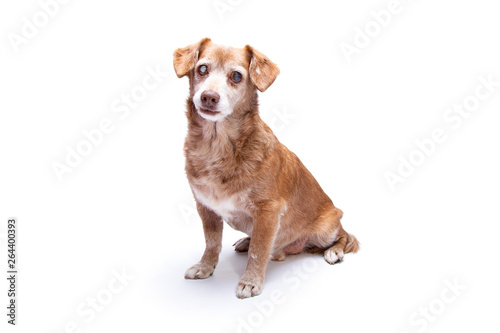 Senior dog with cataract in his eyes isolated on a white background.