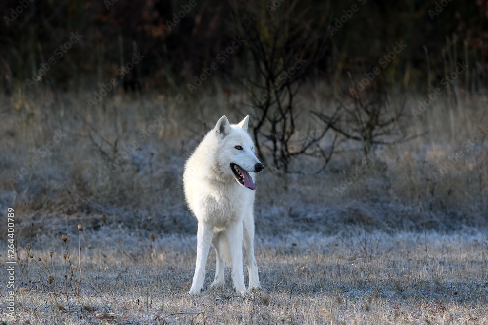 The Hudson Bay wolf (Canis lupus hudsonicus) subspecies of the wolf (Canis lupus) also known as the grey/gray wolf or arctic wolf. Young female in a frosty morning.