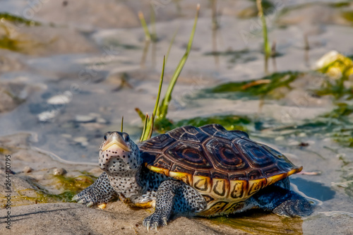 Fototapeta Naklejka Na Ścianę i Meble -  Diamondback Terrapin (Malaclemys terrapin)