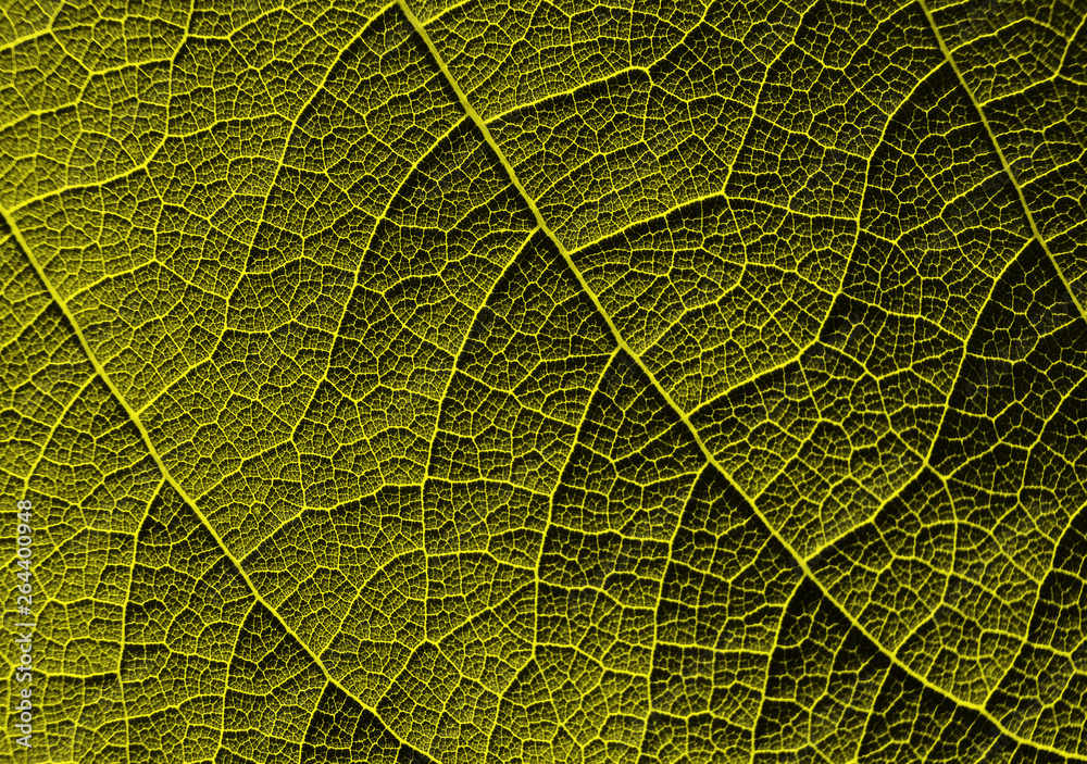 yellow leaf texture - obrazy, fototapety, plakaty 