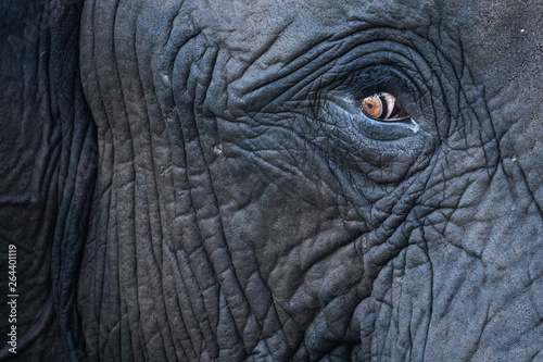 elephant eye