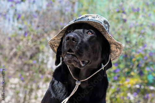 Dog labrador with army camouflage hat, funny dog. photo