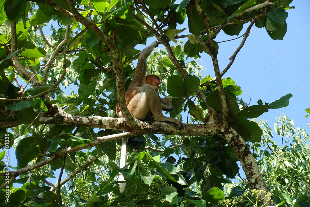 Fototapeta premium Nasenaffe im Bako Nationalpark, Borneo