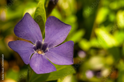 Vínca Periwinkle flower close-up photography