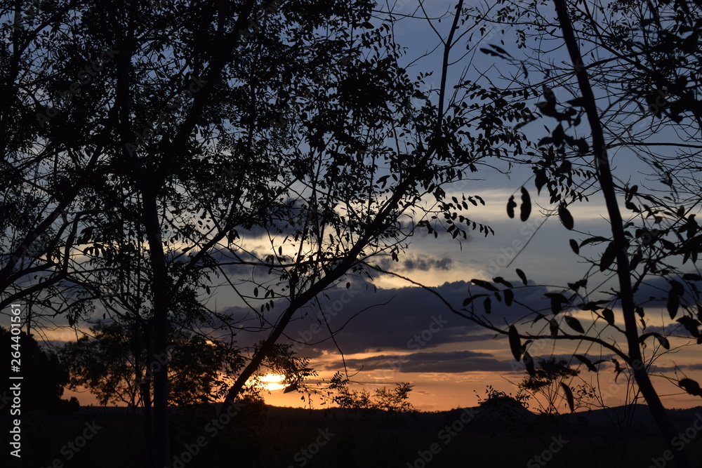Fototapeta premium Pôr-do-Sol em paisagem rural. Silhueta de árvore