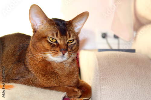 Ruddy abyssinian cat Victor Aby cats Family