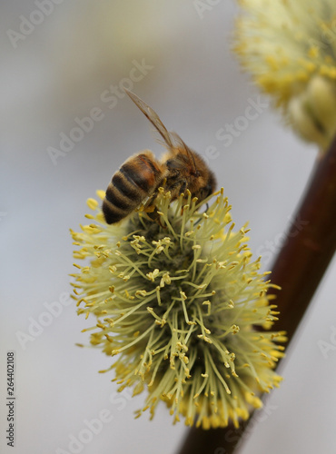 Willow flowers and bee.
