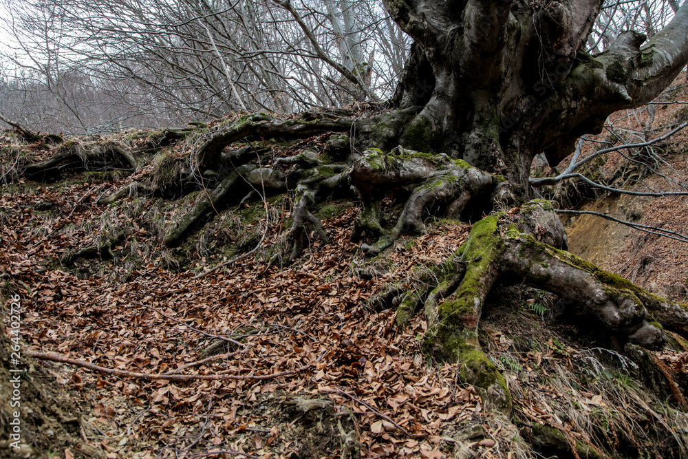  Tree roots in autumn