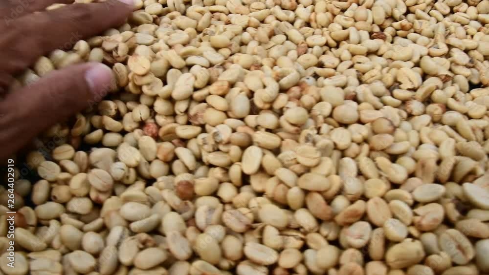 dry organic green bean selecting in coffee milling process, Coffee drying procedure