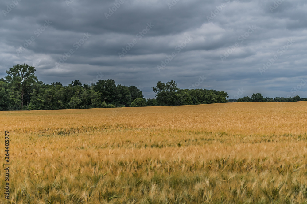 Fototapeta premium Kornfeld in Christinenfeld