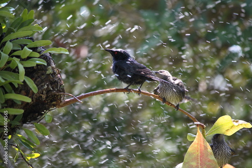 Wallpaper Mural bird on a branch Torontodigital.ca