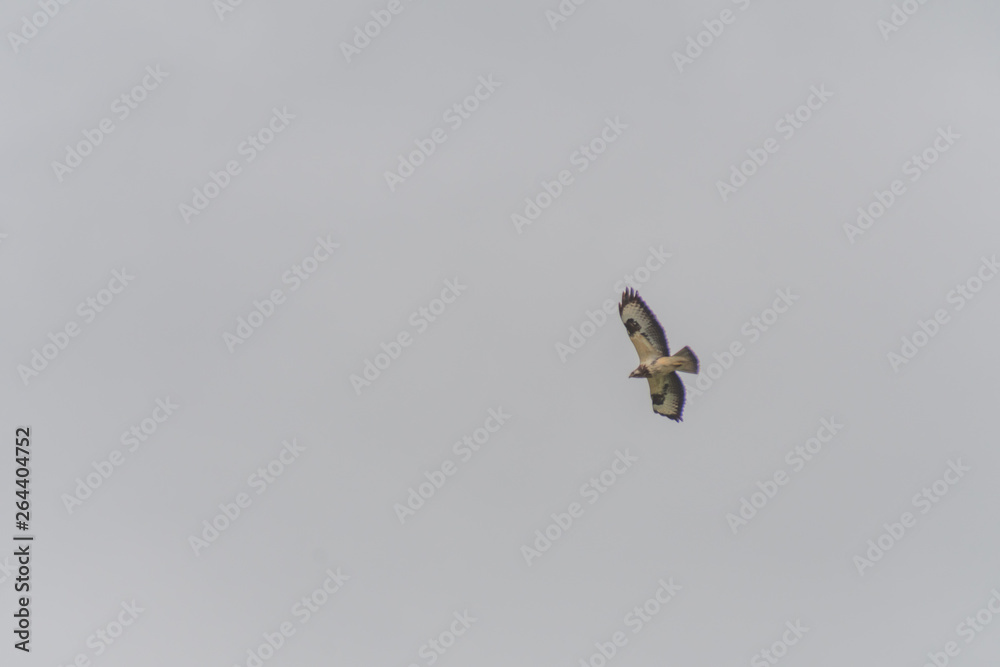 Fototapeta premium Greifvogel über Boltenhagen
